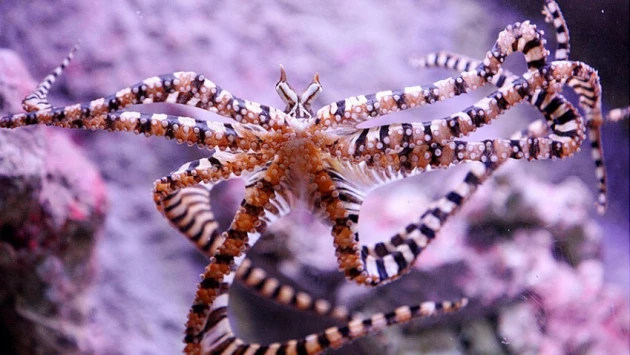 Naked Science: Полоски осьминогов оказались такими же неповторимыми, как отпечатки пальцев