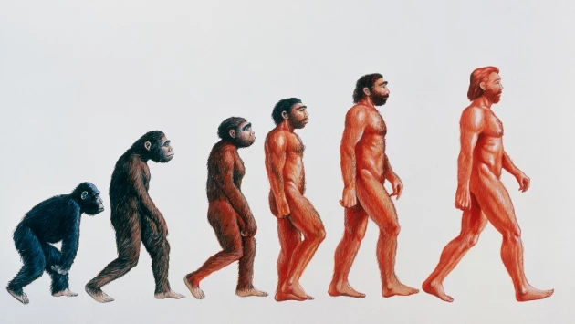 Ученые считают, что обезьяны продолжают эволюционировать