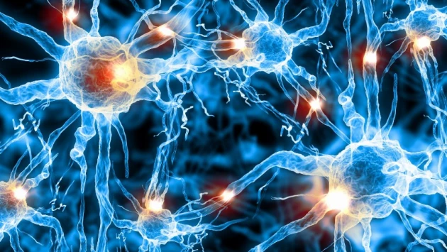 Исследователи обнаружили, как некоторые клетки мозга передают материал нейронам у мышей