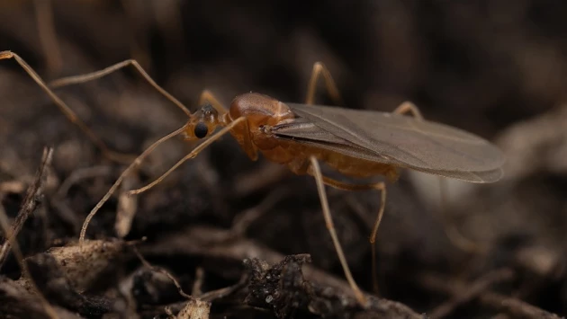 Самцы жёлтых сумасшедших муравьев получают от родителей сразу два набора ДНК