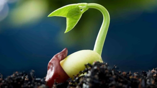 Ученые открыли ген, позволяющий семенам принимать решение о начале развития и роста
