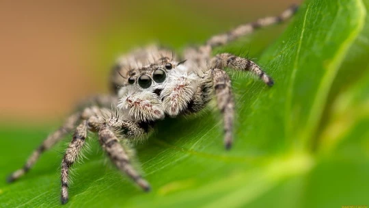 Биологи выяснили, для чего самки пауков притворяются мертвыми во время секса