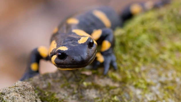 "Клетки-зомби" помогают саламандрам отращивать новые конечности