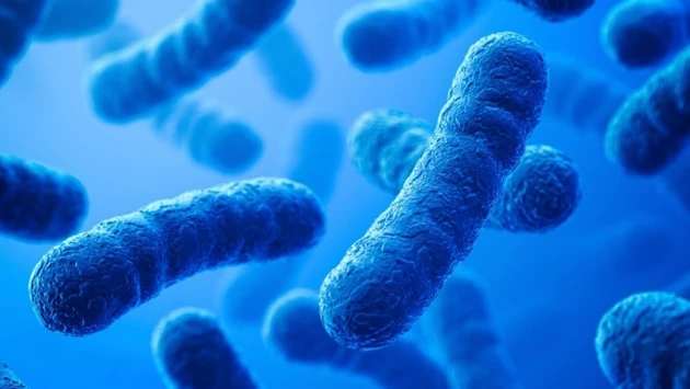 MedicalXpress: Ученые идентифицируют соединения, которые уменьшают вредное действие антибиотиков на кишечные бактерии