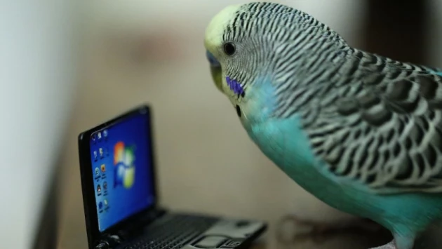 Технология видеозвонков помогает одиноким домашним попугаям находить новых пернатых друзей