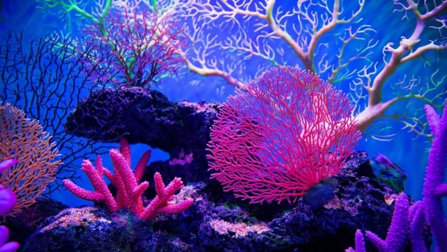Ученые нашли удивительный риф, полный невероятного разнообразия форм жизни