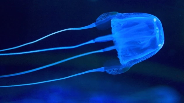 Команда исследователей обнаружила в Гонконге новый вид коробчатых медуз