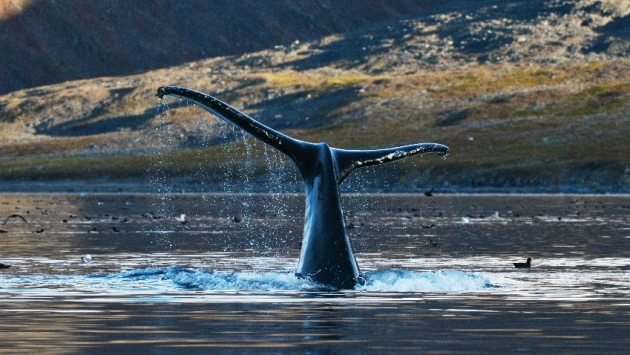 Химики МГУ назвали причину неприятного запаха чукотских китов
