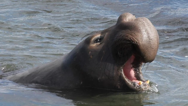 Северные морские слоны спят на глубине, чтобы спастись от хищников