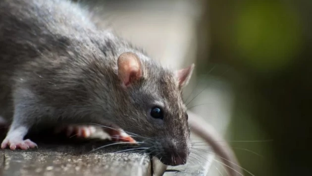 Ученые из России создали крыс-киборгов для поиска взрывчатки и наркотиков