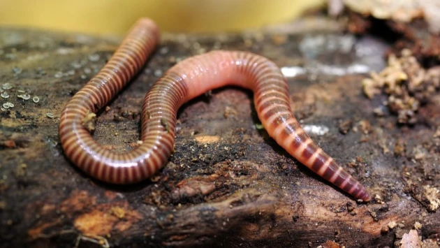 Ученые выяснили, что потребление каннабиса вызывает чувство голода даже у червей