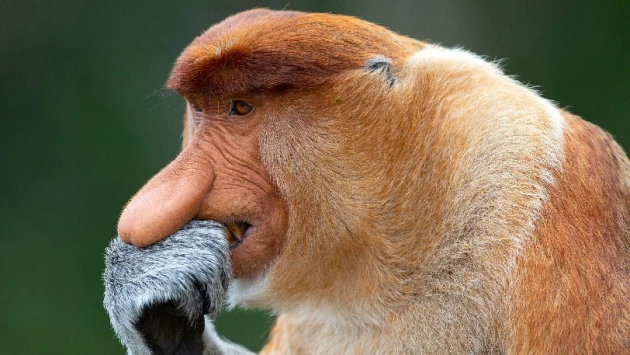 Ученые выяснили, как в процессе эволюции нос повлиял на размеры мозга