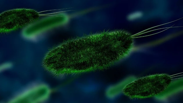 Ученые смогли разгадать способность спящих бактерий возвращаться к жизни