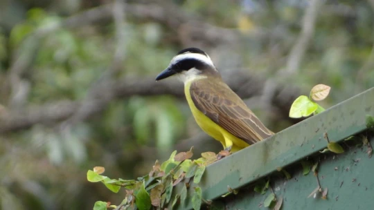 Chaos: исследование орнитологов показало, что птицам снятся ссоры с сородичами