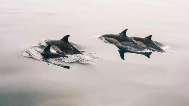 Ученые открыли древних дельфинов с уникальным типом питания