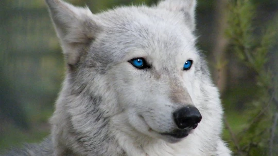 Ученые выявили причину различия цвета глаз у волков и собак