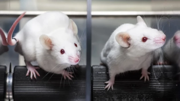 Ученые по ошибке создали мышь-мутанта с ногами вместо гениталий