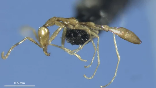 ZooKeys: в Австралии новый вид муравьев назван в честь Волан-де-Морта