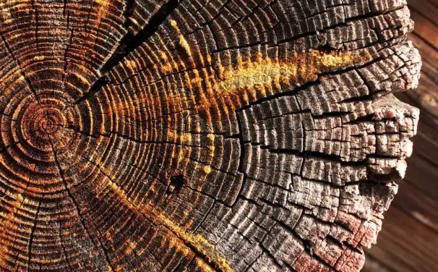 Ученым из Америки удалось вырастить древесину в лабораторных условиях