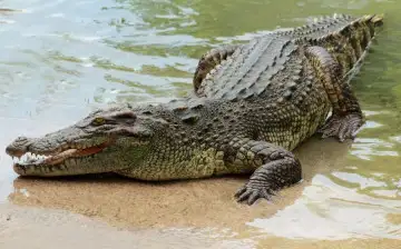 В Оксфорде полагают, что вымирание крокодилов пагубно скажется на экологии Земли