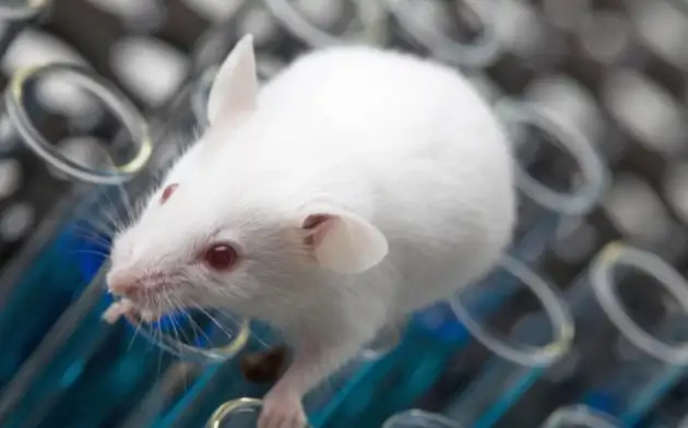 Новая разработка российских ученых поможет отказаться от использования лабораторных животных