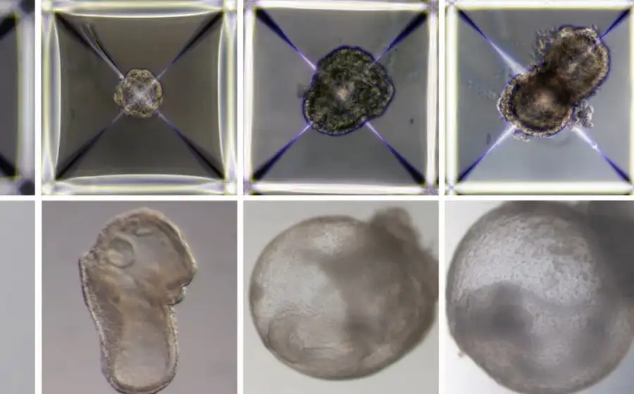 Ученые создали синтетические эмбрионы из стволовых клеток