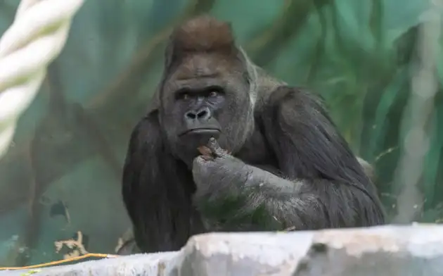 Гориллы в зоопарке изменяют тональность криков для общения с человеком