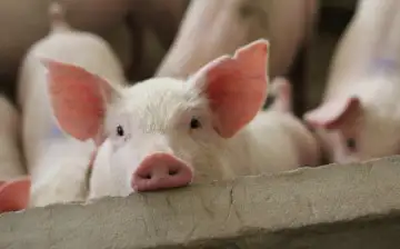 Американские ученые воскресили свинью спустя час после смерти