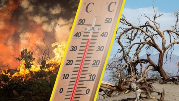 Эколог Леванова предупредила о губительных последствиях аномальной жары для экологии
