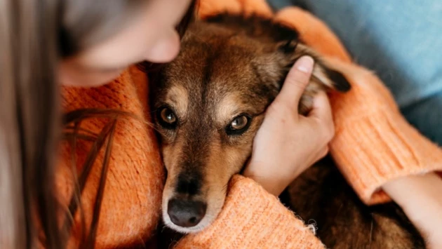 NPR: Поглаживание собак усиливает иммунитет человека