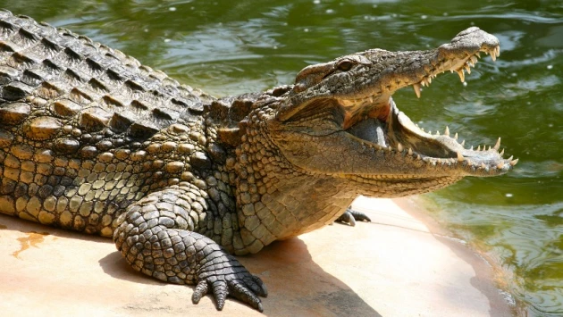 Лионский университет: Крокодилы могут атаковать детей, распознавая эмоции в их плаче