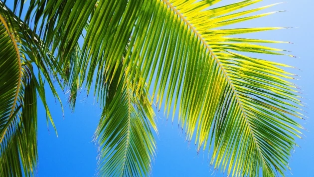 Nature: Листья тропических деревьев могут погибнуть из-за усиливающейся жары