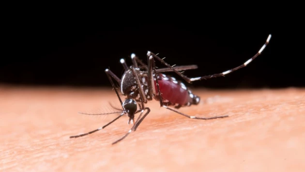 Врачи перечислили симптомы заражения червями-паразитами после укуса комара