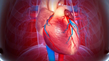JCL: учёные выявили гормон, который может стать маркером сердечных заболеваний у женщин