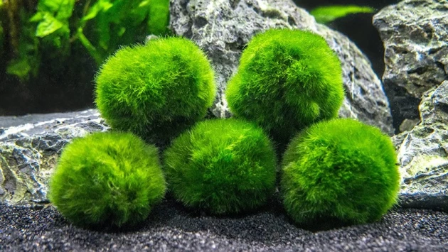 Японские водоросли маримо могут исчезнуть из-за глобального потепления