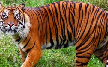 ДНК-анализ поможет спасти исчезающие виды тигров