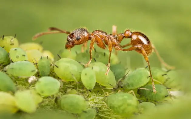 Nature: муравьиные куколки выделяют влияющие на поведение психоактивные вещества