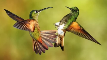 Полет колибри может дать представление о биомимикрии в летательных аппаратах