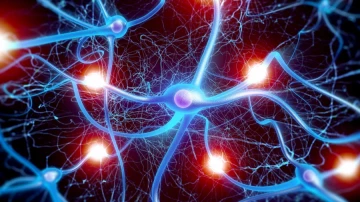 Исследование пластичности мозга: окситоцин стимулирует развитие новых нейронных связей