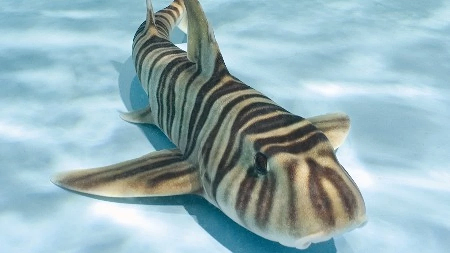 Ученые обнаружили, что самки зебровых акул игнорируют самцов в вопросе размножения