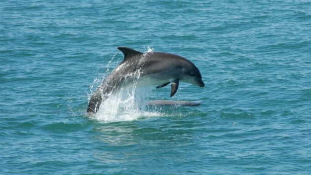 Болезнь Альцгеймера может заставлять дельфинов и китов выбрасываться на берег