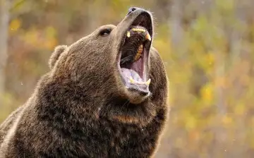 Медицина по-русски: Ученые планируют добывать антибиотик из пасти медведя