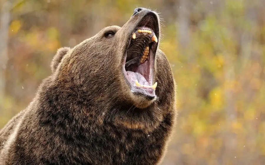 Медицина по-русски: Ученые планируют добывать антибиотик из пасти медведя