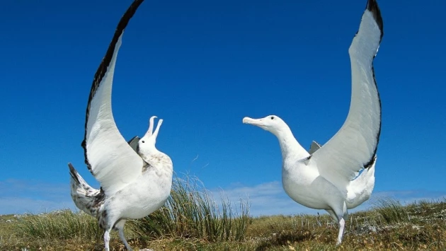 Учёные выяснили, что альбатросы заботятся о своих старых партнерах