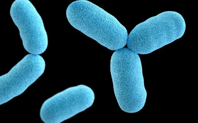 Российские ученые разработали новый способ доставки полезных бактерий в организм человека