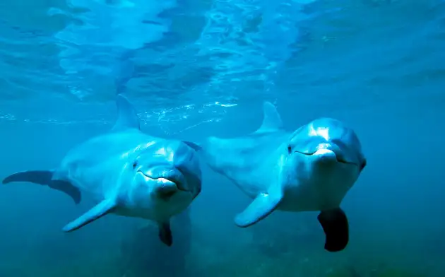 Австралийские ученые выяснили, что дельфины заключают мужские союзы для поиска подруг