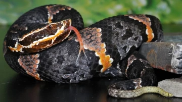 PRS B: австралийские учёные смогли найти клитор у самок змей