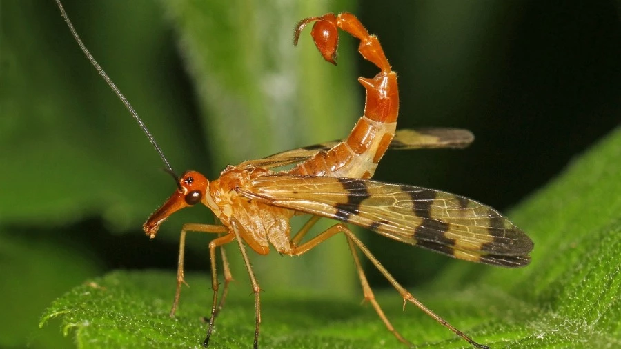 Зоолог обнаружил новый род скорпионниц с причудливым внешним видом