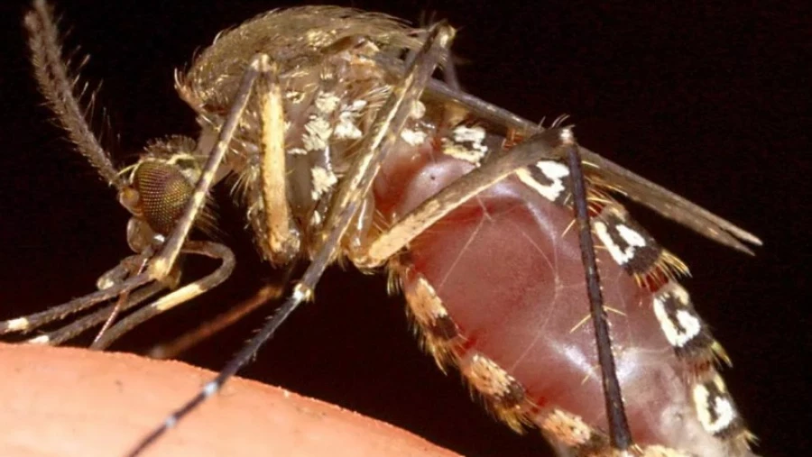Комары могут переносить на своих лапках болезнетворных бактерий