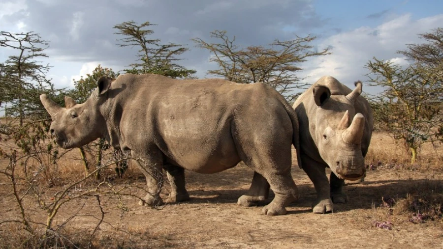 Учёные нашли способ спасти северных белых носорогов от тотального вымирания